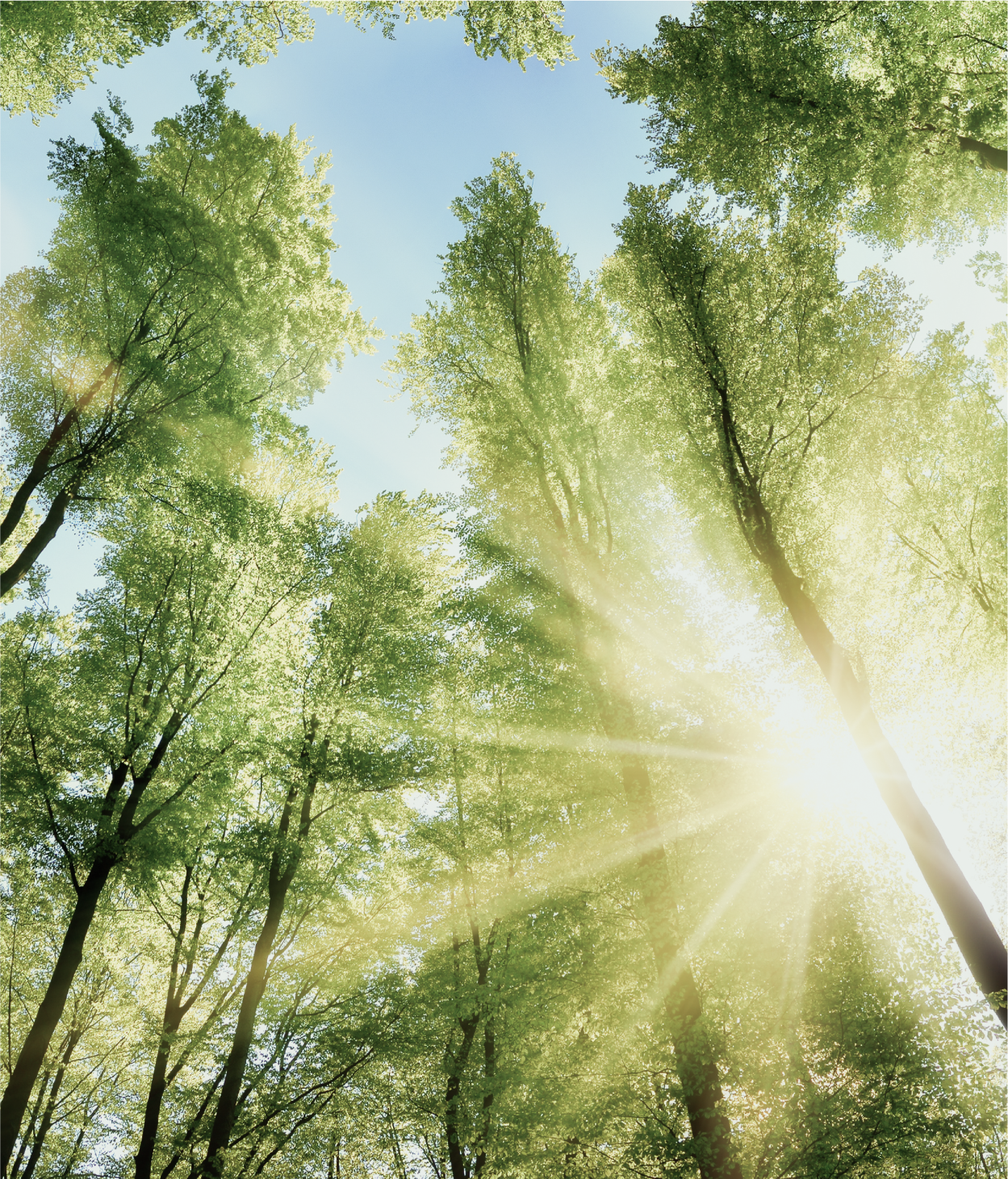 View from below trees looking up